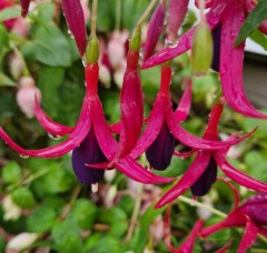 Fuchsia (Hardy) 'Delicate Purple'